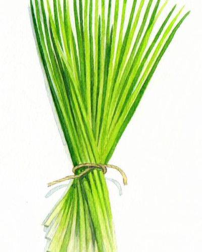 Bio Saatgut Schnittlauch mittelgrobröhrig