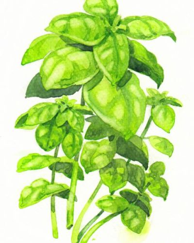 Bio Saatgut Basilikum