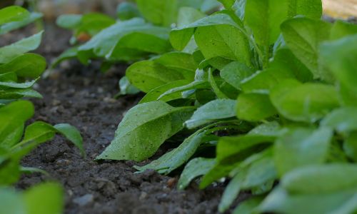 Späte Aussaaten: Spinat, Feldsalat als Wintergemüse