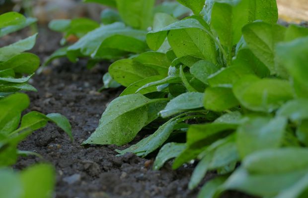 Späte Aussaaten: Spinat, Feldsalat als Wintergemüse