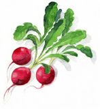 Bio Saatgut Radieschen Sora