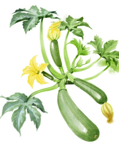 Zucchini anbauen. Zucchinisamen Aussaat.