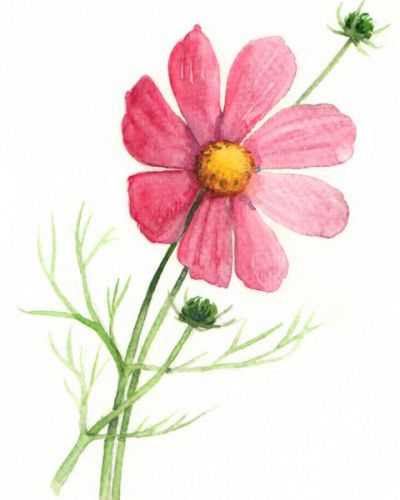Cosmea säen (Schmuckkörbchen)