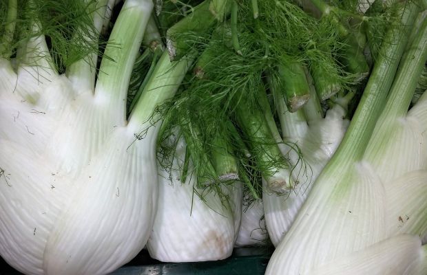Fenchel anbauen - wie es geht.