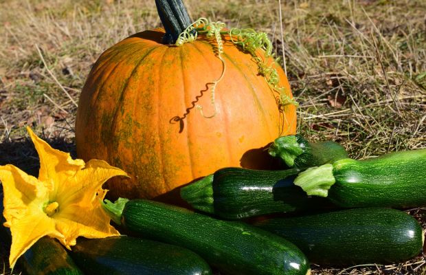 Achtung Bitterstoffe in selbst vermehrten Zucchini und Kürbissen