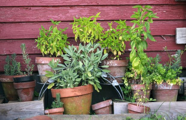 Kräuter sammeln, ernten, trocknen