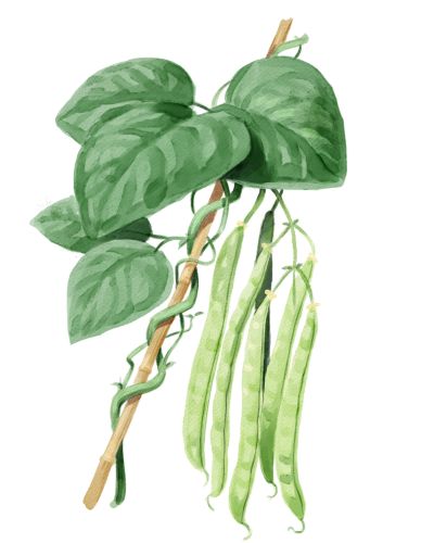 Stangenbohnen anbauen