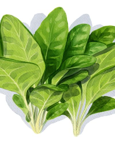 Spinat anbauen. Spinatsamen Aussaat.