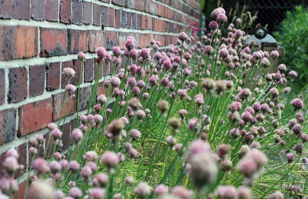 Schnittlauch Samen selbst vermehren