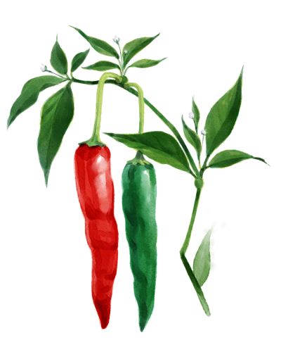 Chili anbauen de Cayenne