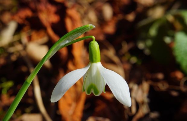 Schneeglöckchen - ein Frühblüher aus Blumenzwiebeln
