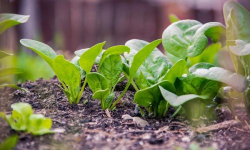 Gesunden Spinat anbauen - noch im Herbst säen