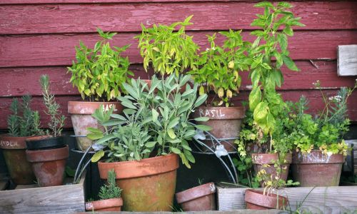 Kräuter sammeln, ernten, trocknen