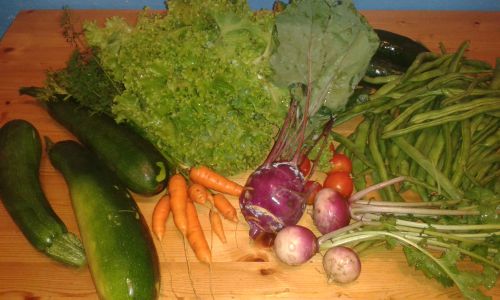 Die Ernte fürs Wochenende: Karotten, Zucchini, Kohlrabi, Mairübchen, Gurken, Bohnen, Salat und Tomaten