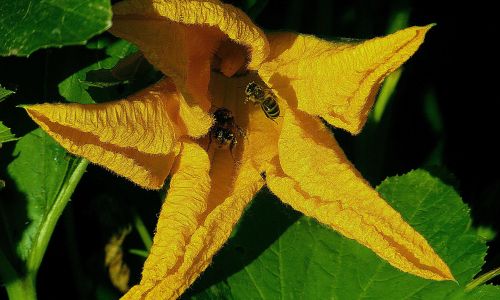 Bienenfreundliche Gemüsepflanzen