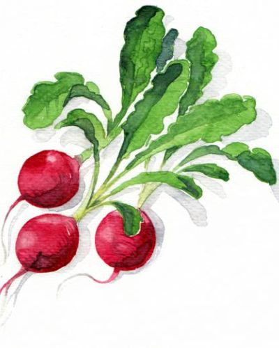 Bio Saatgut Radieschen Sora