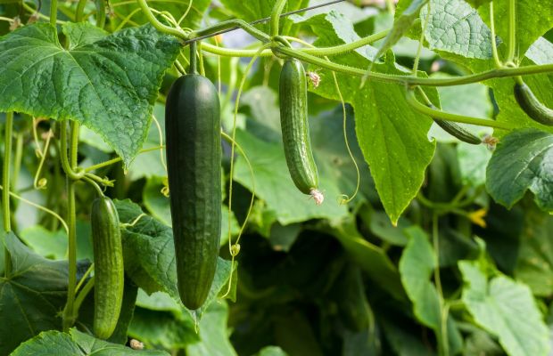 Gurkensamen selbst vermehren