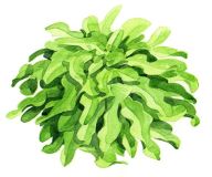 Bio Saatgut Eichblattsalat Till