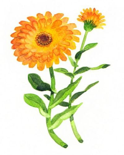 Ringelblume säen Calendula Officinalis