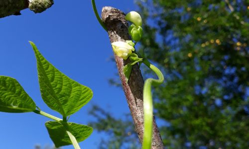 Rankhilfe für Stangenbohne im Gemüsegarten