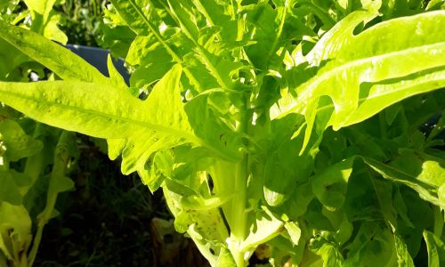 Salatsamen selbst vermehren