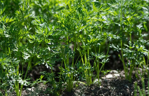 Karotten ausdünnen im Gemüsebeet