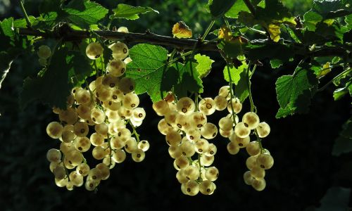 Johannisbeeren und anderes Obst schneiden, pflegen, vermehren.