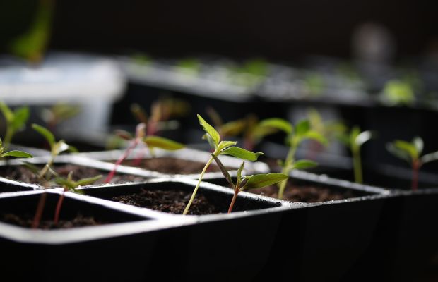 Gemüse vorziehen auf dem Fensterbrett