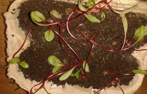 Land dünn vergeilt - Mangold-Stiele knicken um
