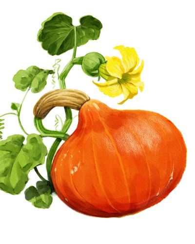 Kürbis anbauen aus Bio Kürbis-Samen