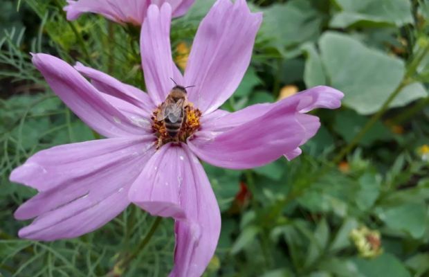 Cosmea-Samen aus eigenen Blumen gewinnen