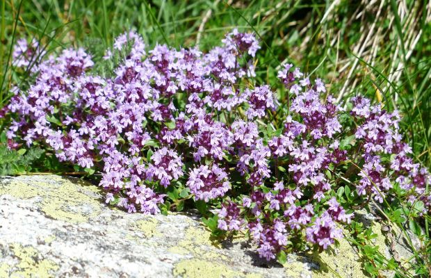 Thymian Samen selbst vermehren