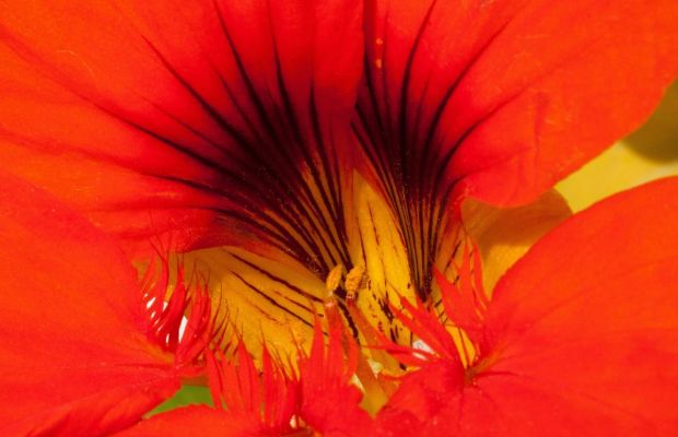 Kapuzinerkresse-Samen selbst vermehren