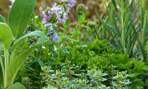 Ein bunter Kräutergarten. So könnt ihr Kräuter säen und den Kräutergarten pflegen.