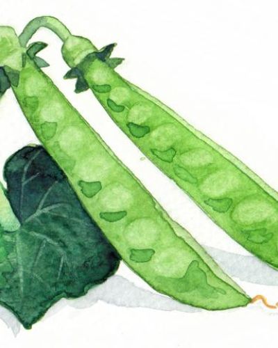 Bio Saatgut Zuckererbse Ambrosia