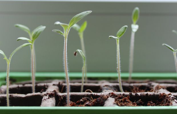 Keimlinge aus Bio-Samen wachsen in ihren Töpfen