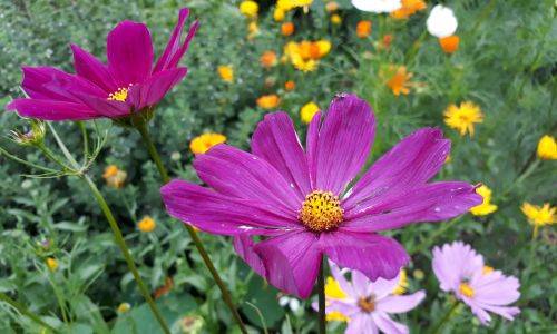 Cosmea, Ringelblume und andere essbare Blüten