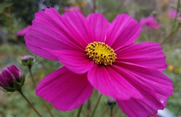Schmuckkörbchen Cosmea