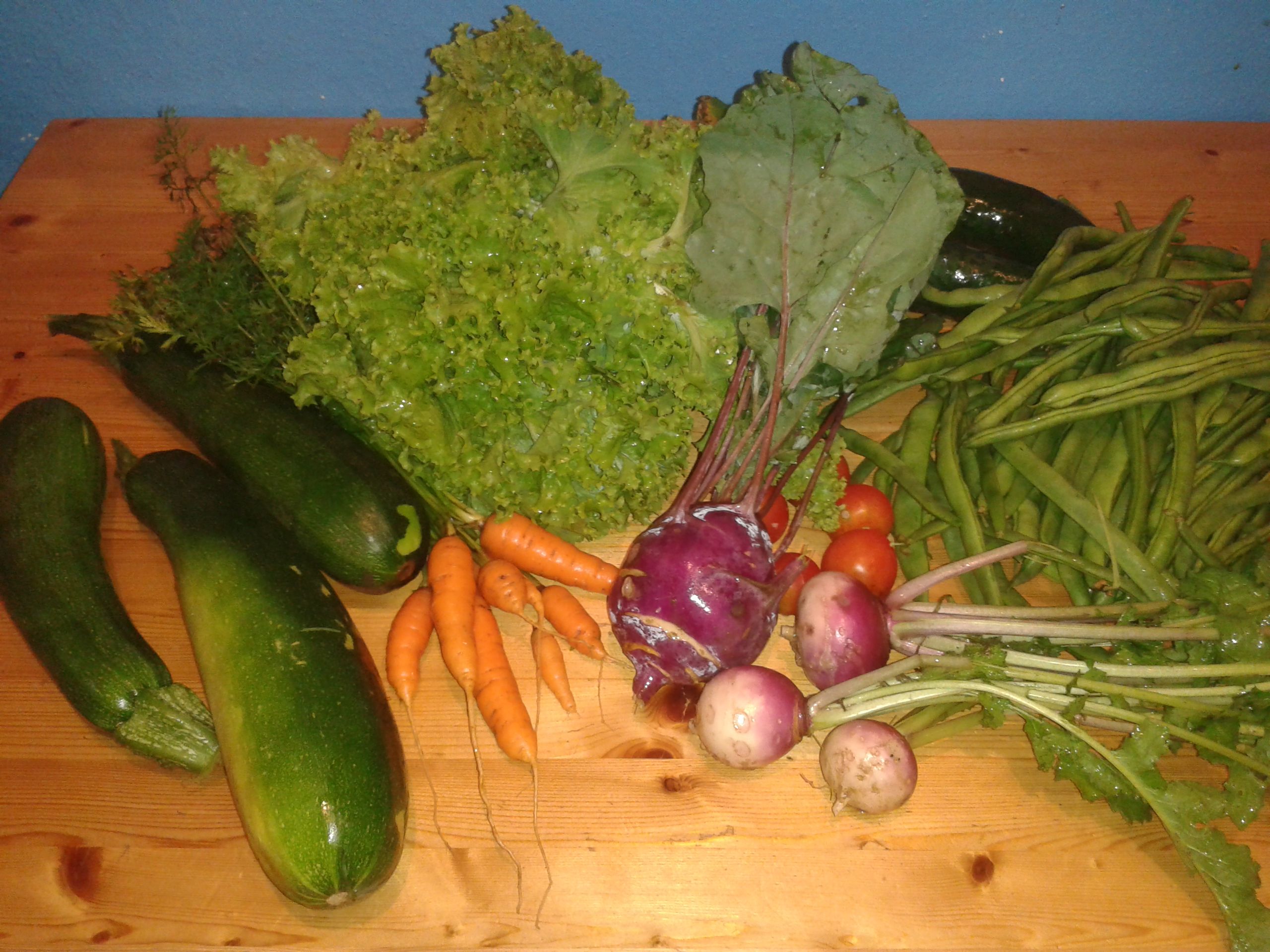 Die Ernte fürs Wochenende: Karotten, Zucchini, Kohlrabi, Mairübchen, Gurken, Bohnen, Salat und Tomaten