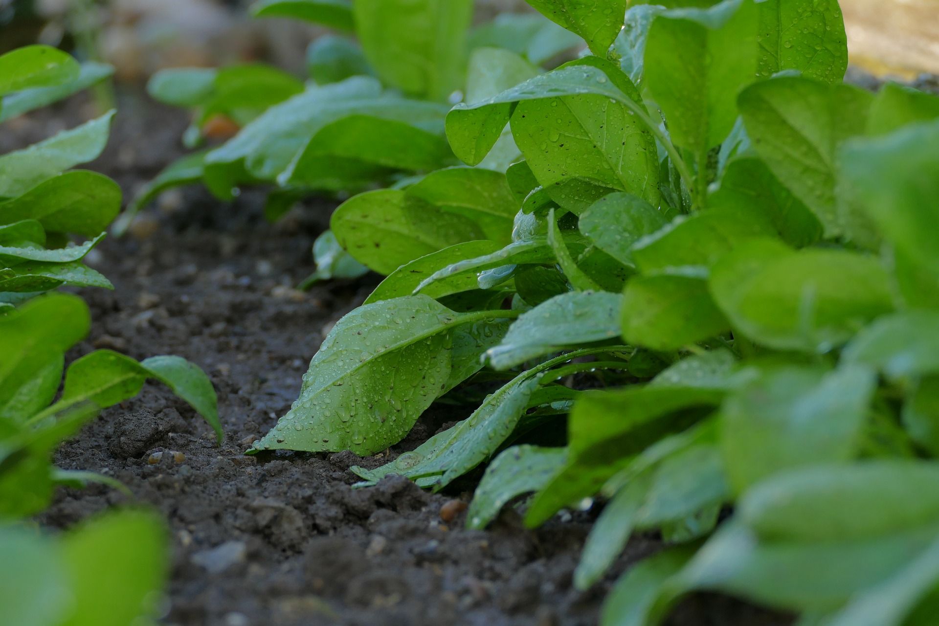 Späte Aussaaten: Spinat, Feldsalat als Wintergemüse