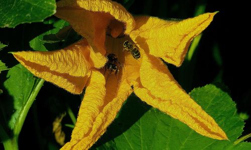 Bienenfreundliche Gemüsepflanzen