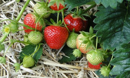 Erdbeeren im Beet gut gemulcht