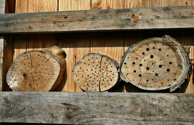 Insektenhotel bauen aus Holzscheiben als Nisthlfe für Wildbienen