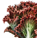 Lollo Rosso Salat pflanzen