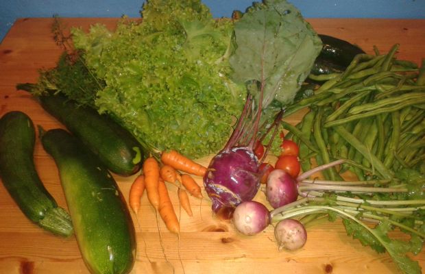 Die Ernte fürs Wochenende: Karotten, Zucchini, Kohlrabi, Mairübchen, Gurken, Bohnen, Salat und Tomaten