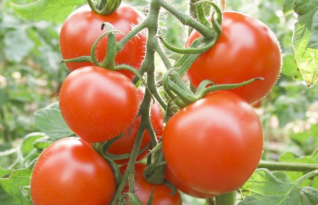 Tomate einsäen, vorziehen, pflanzen