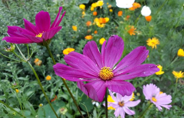 Cosmea, Ringelblume und andere essbare Blüten