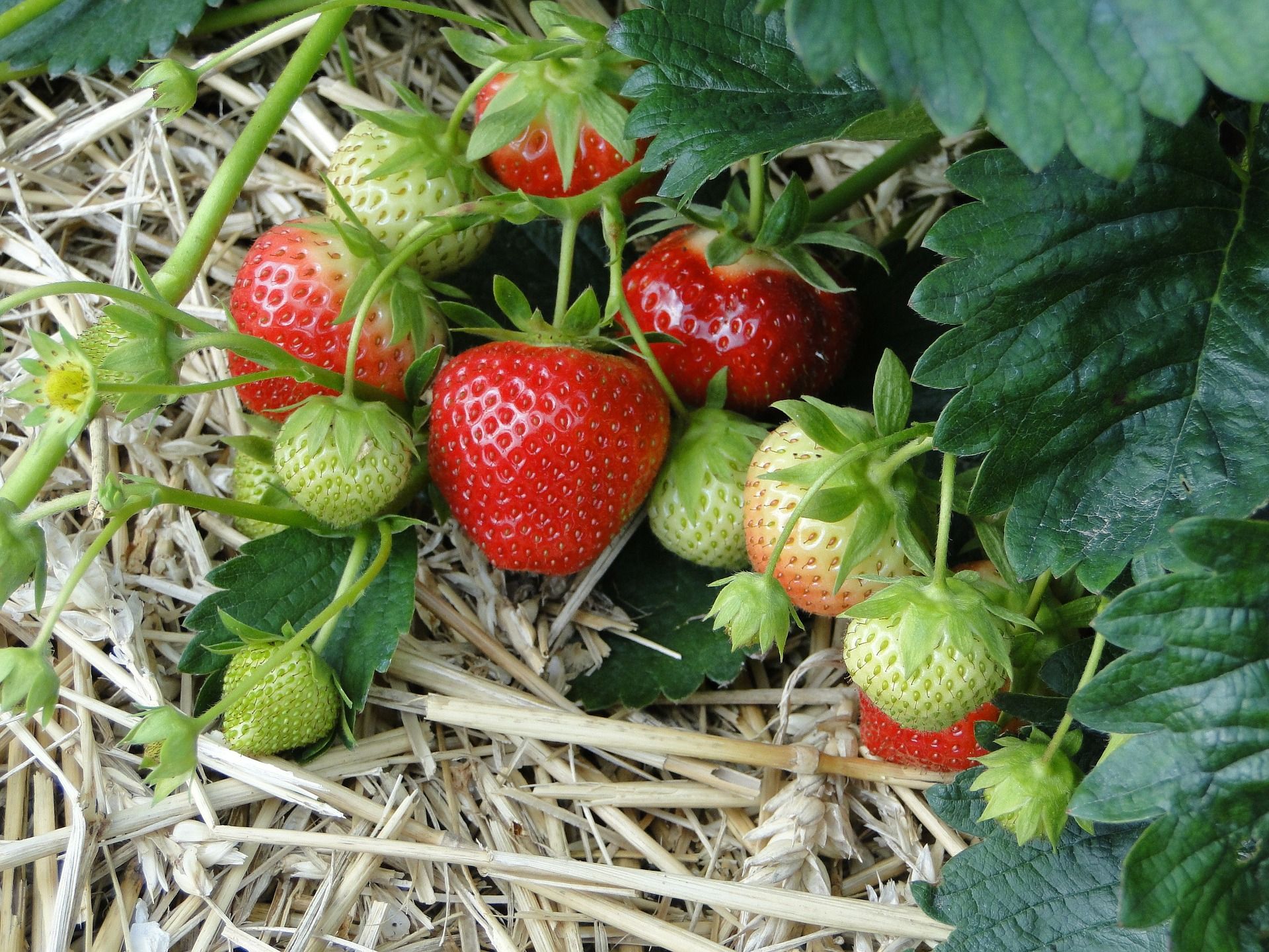 Erdbeeren im Beet gut gemulcht