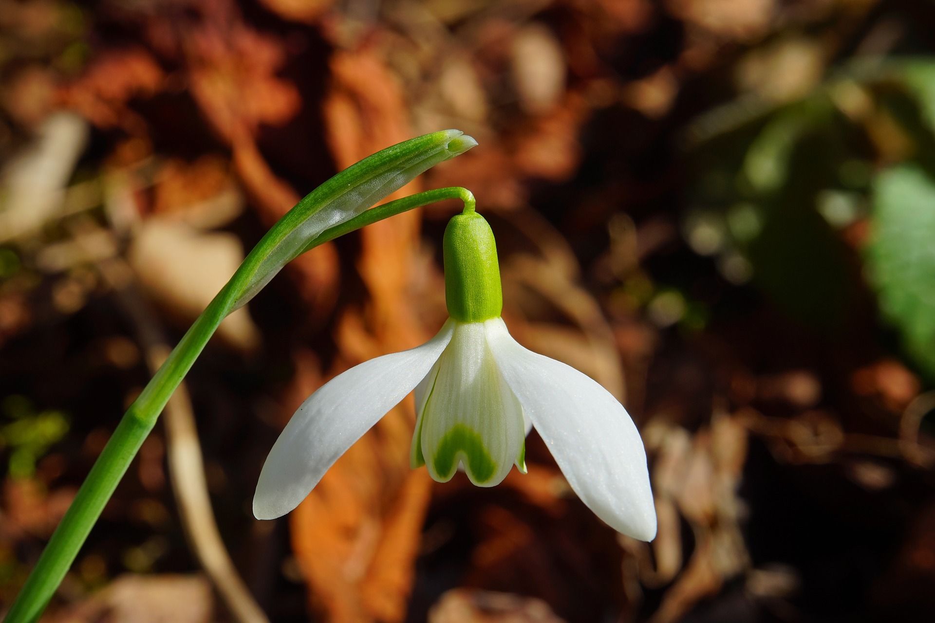 Schneeglöckchen - ein Frühblüher aus Blumenzwiebeln