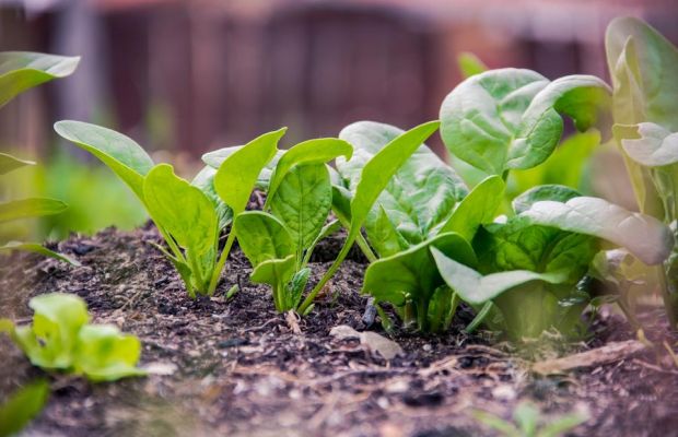 Gesunden Spinat anbauen - noch im Herbst säen